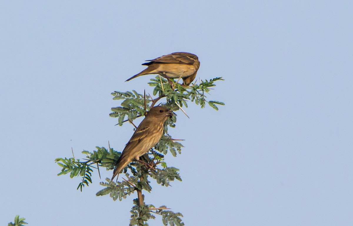 普通朱雀 - ML650502926