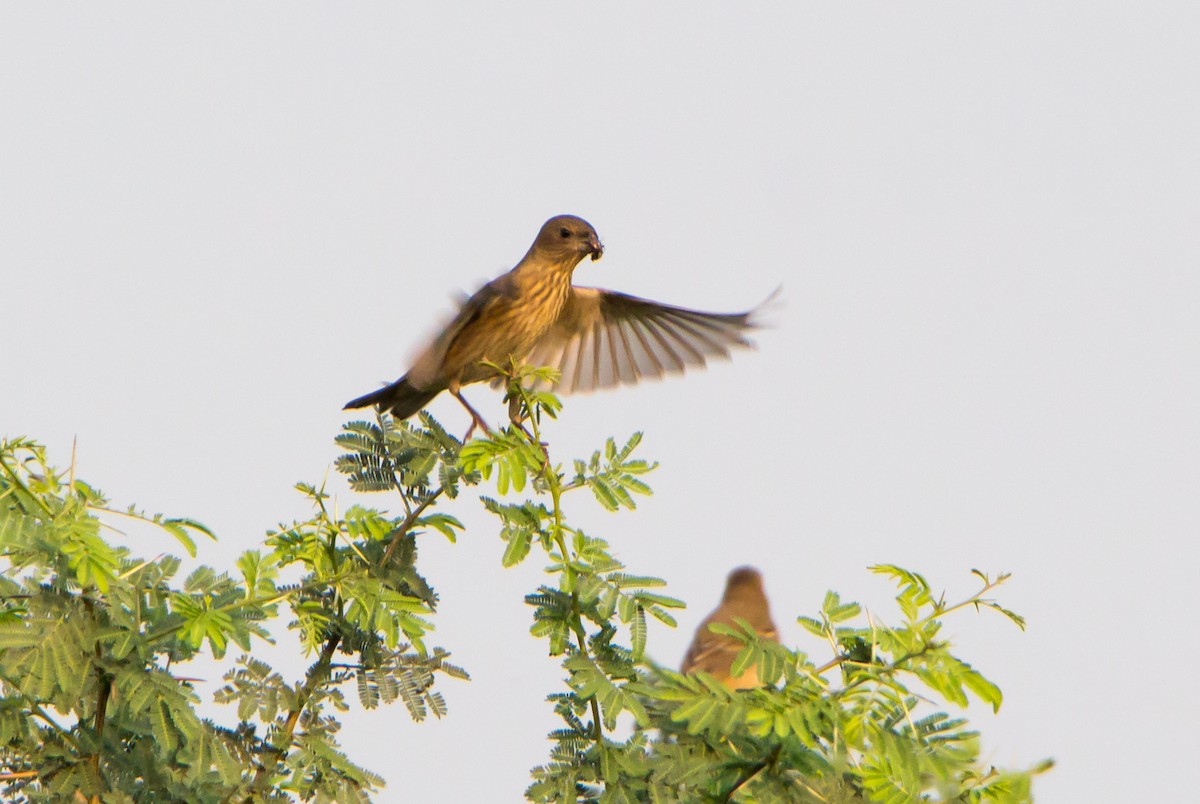 普通朱雀 - ML650502927