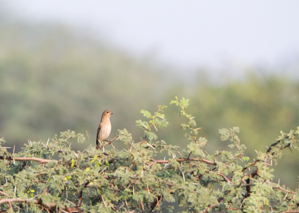 普通朱雀 - ML650502928