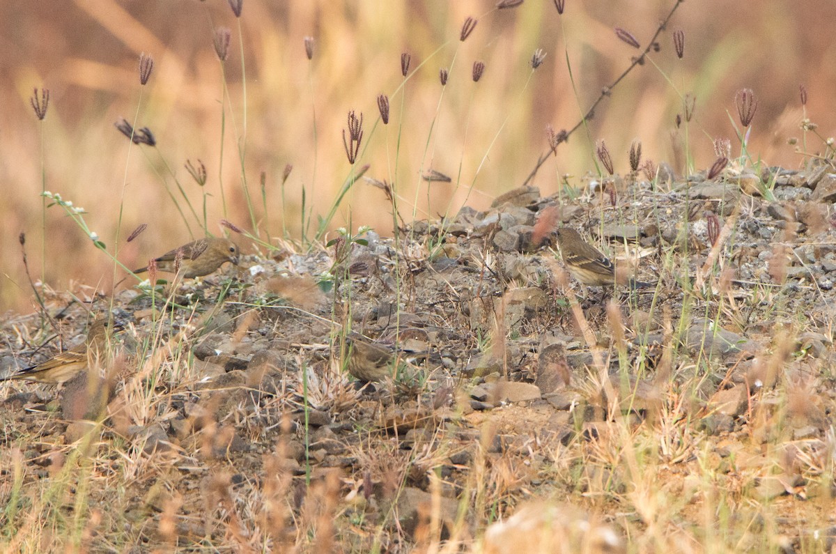 普通朱雀 - ML650502929