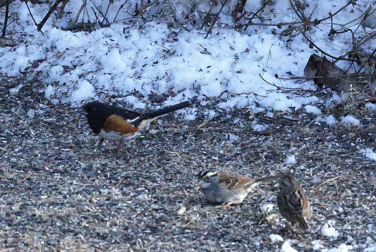 Красноглазый тохи - ML650502931