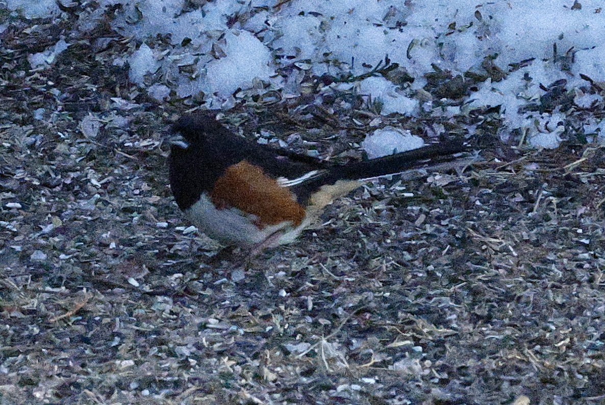 Красноглазый тохи - ML650502979