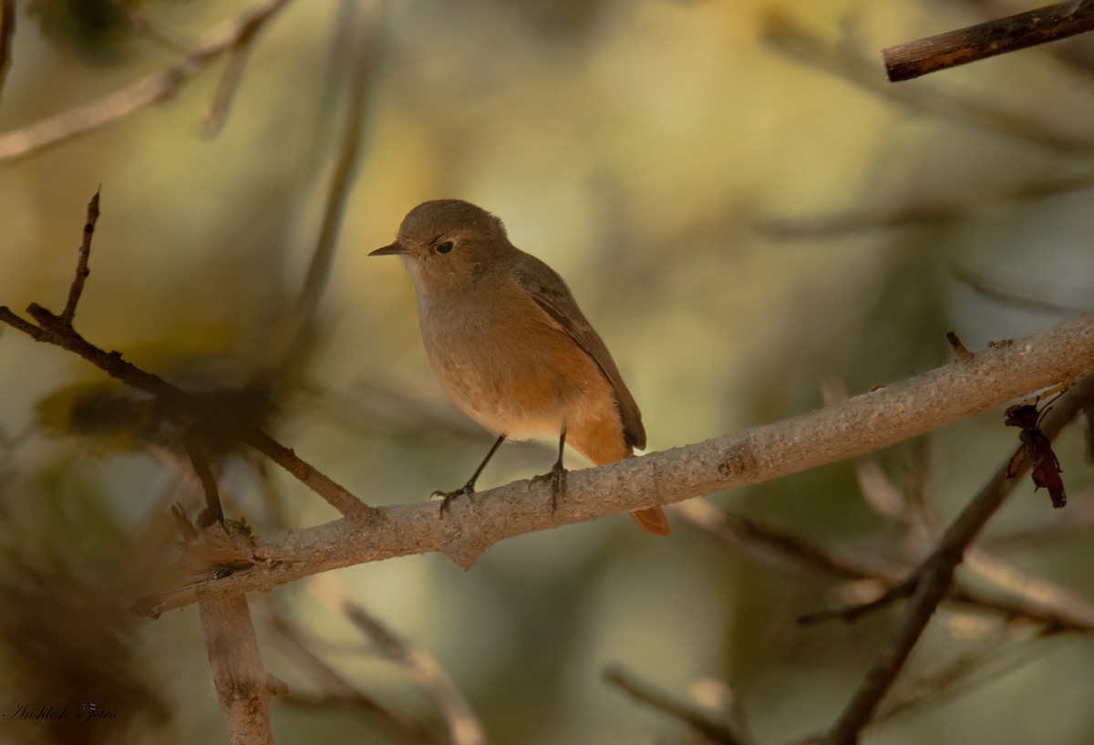 Codirosso spazzacamino - ML650502988