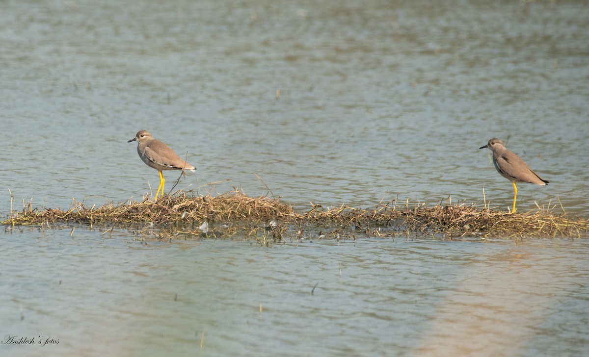 Pavoncella codabianca - ML650503058