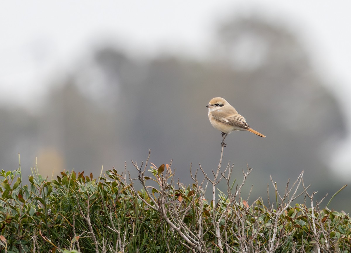 Isabelline Shrike - ML650503093