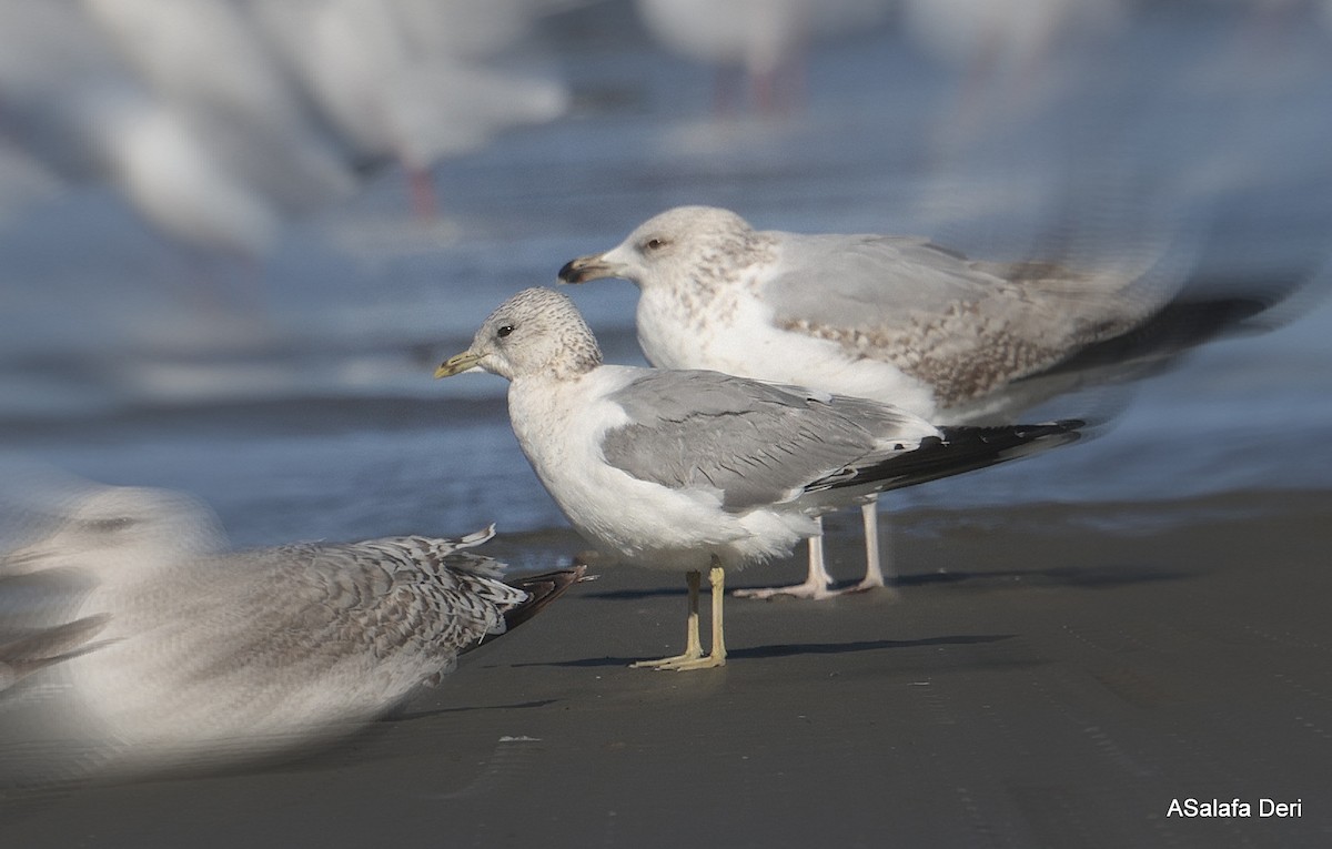 Sturmmöwe (canus) - ML650503181