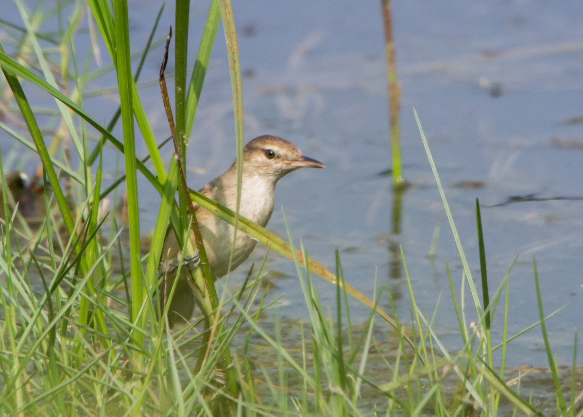 Clamorous Reed Warbler - ML650503206