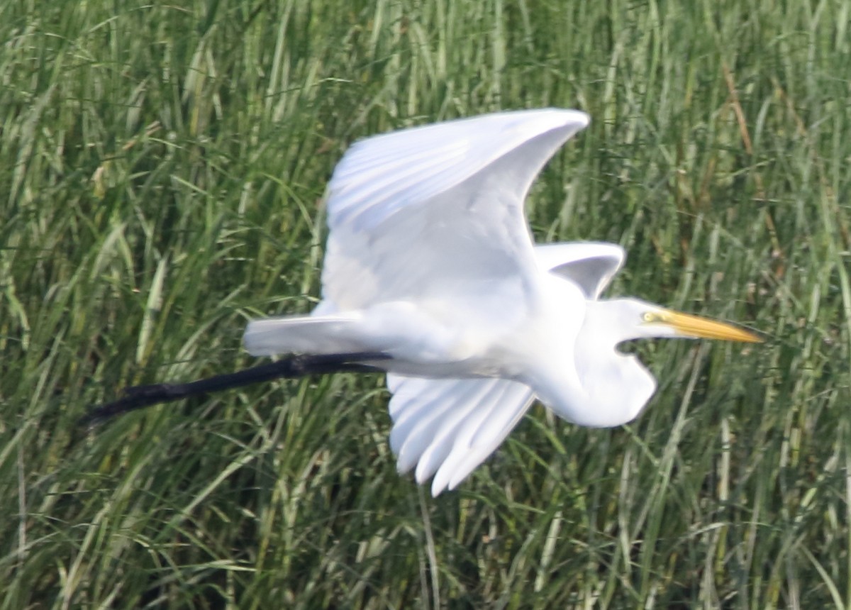 Great Egret - ML65050331