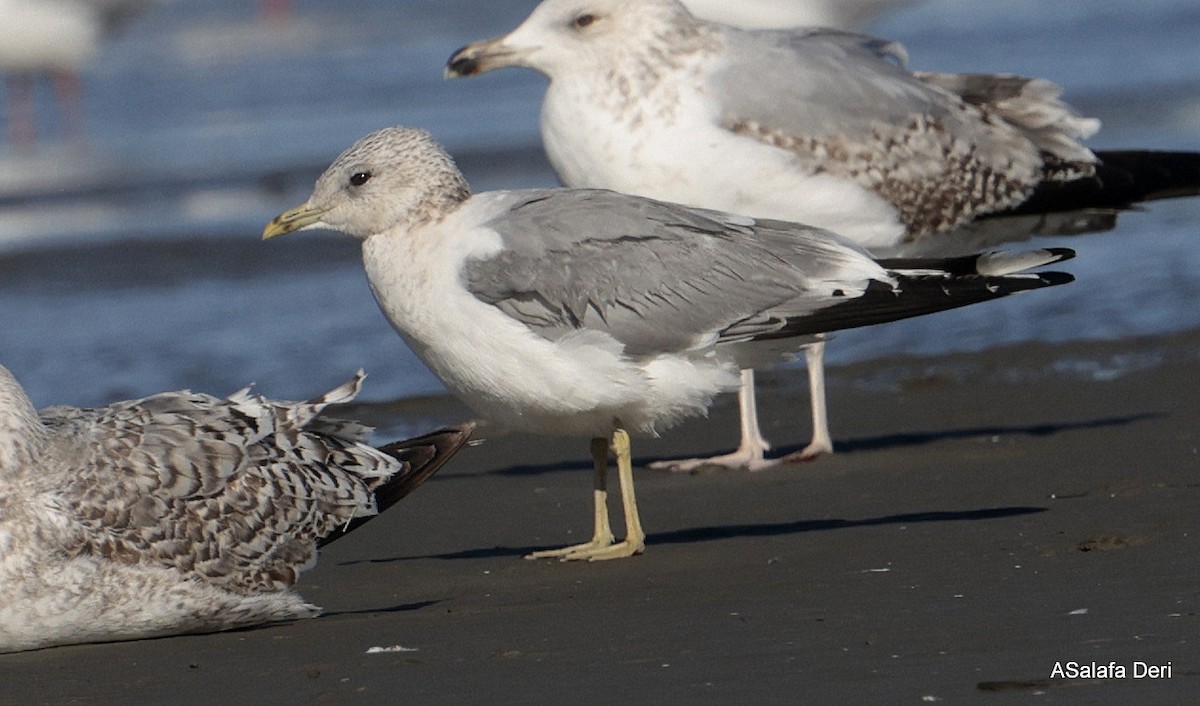 Sturmmöwe (canus) - ML650503337