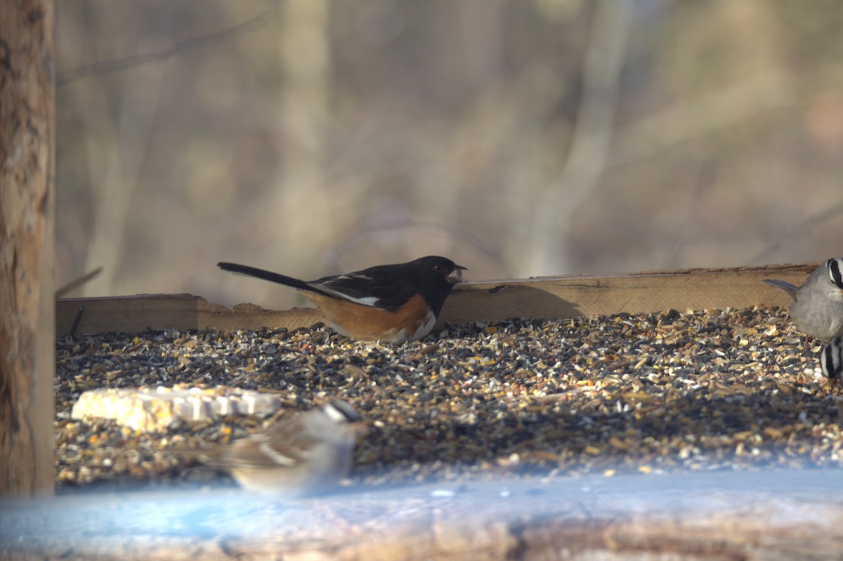 Красноглазый тохи - ML650503338