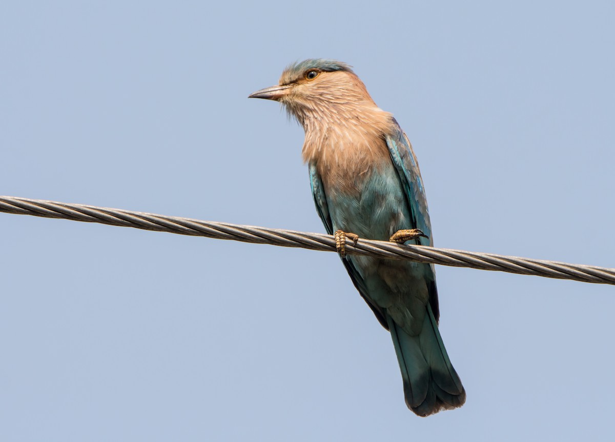 Indian Roller - ML650503382
