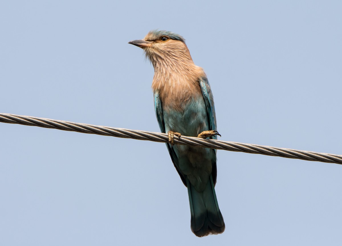 Indian Roller - ML650503383