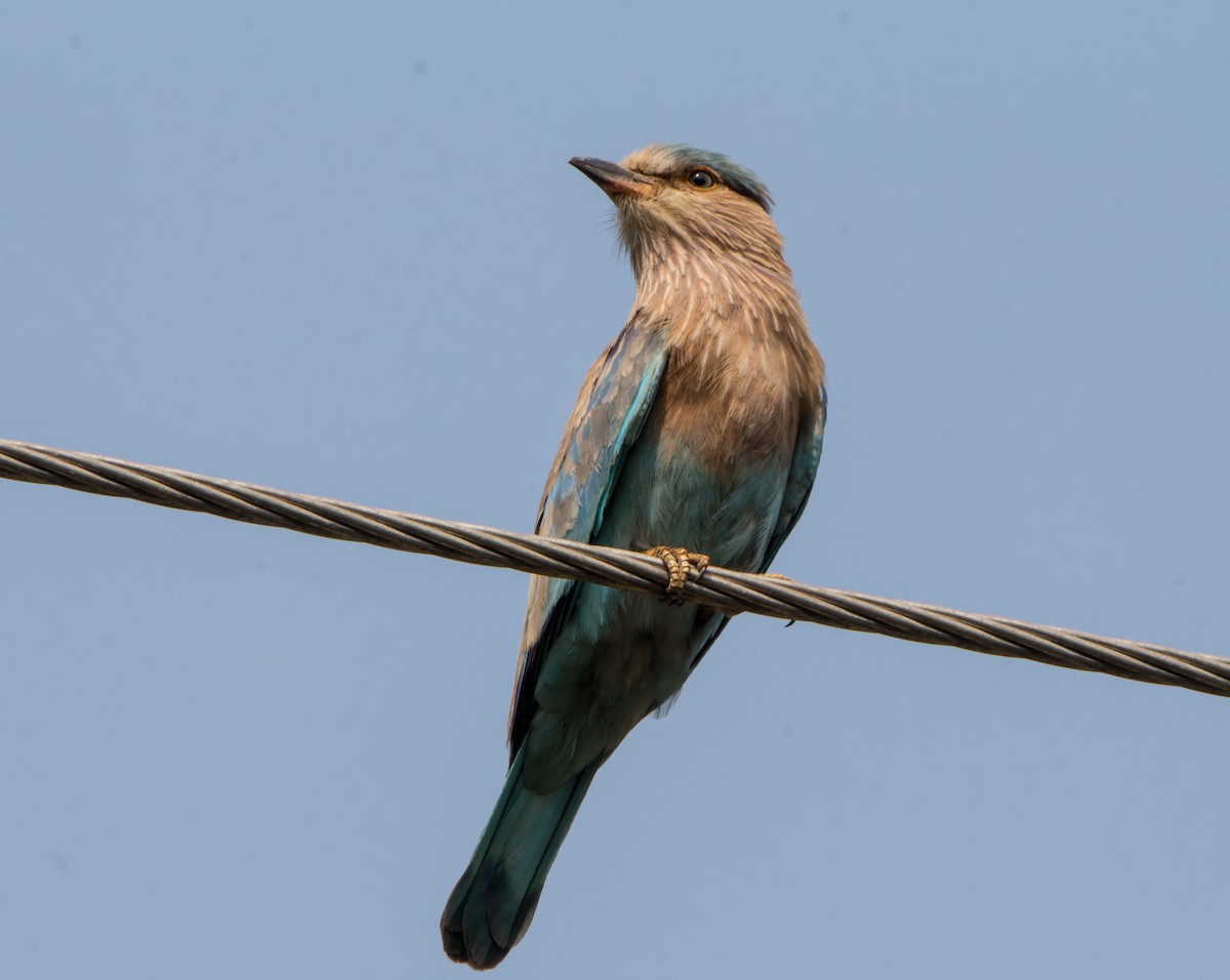 Indian Roller - ML650503384