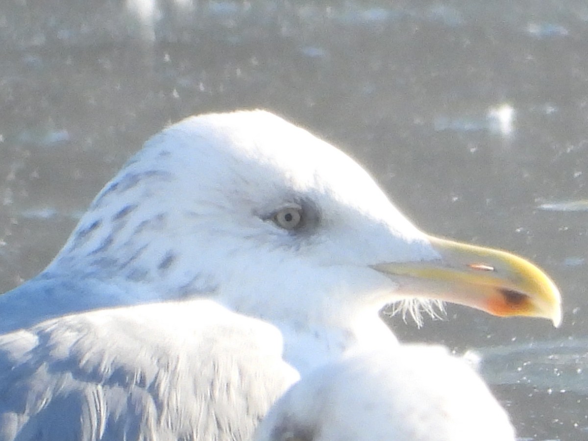 gull sp. - ML650503495