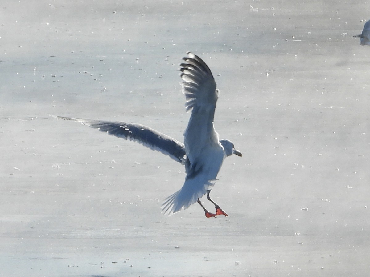 gull sp. - ML650503496