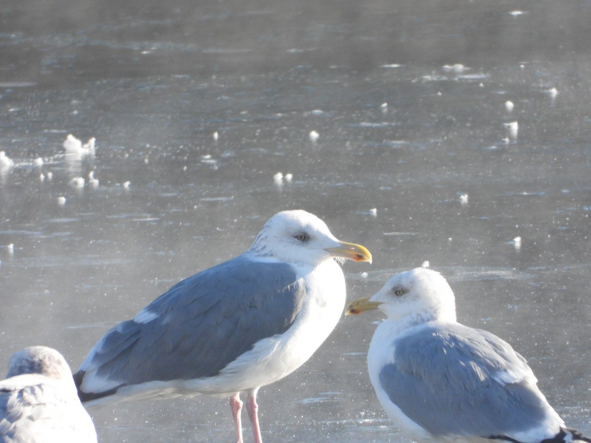 gull sp. - ML650503499