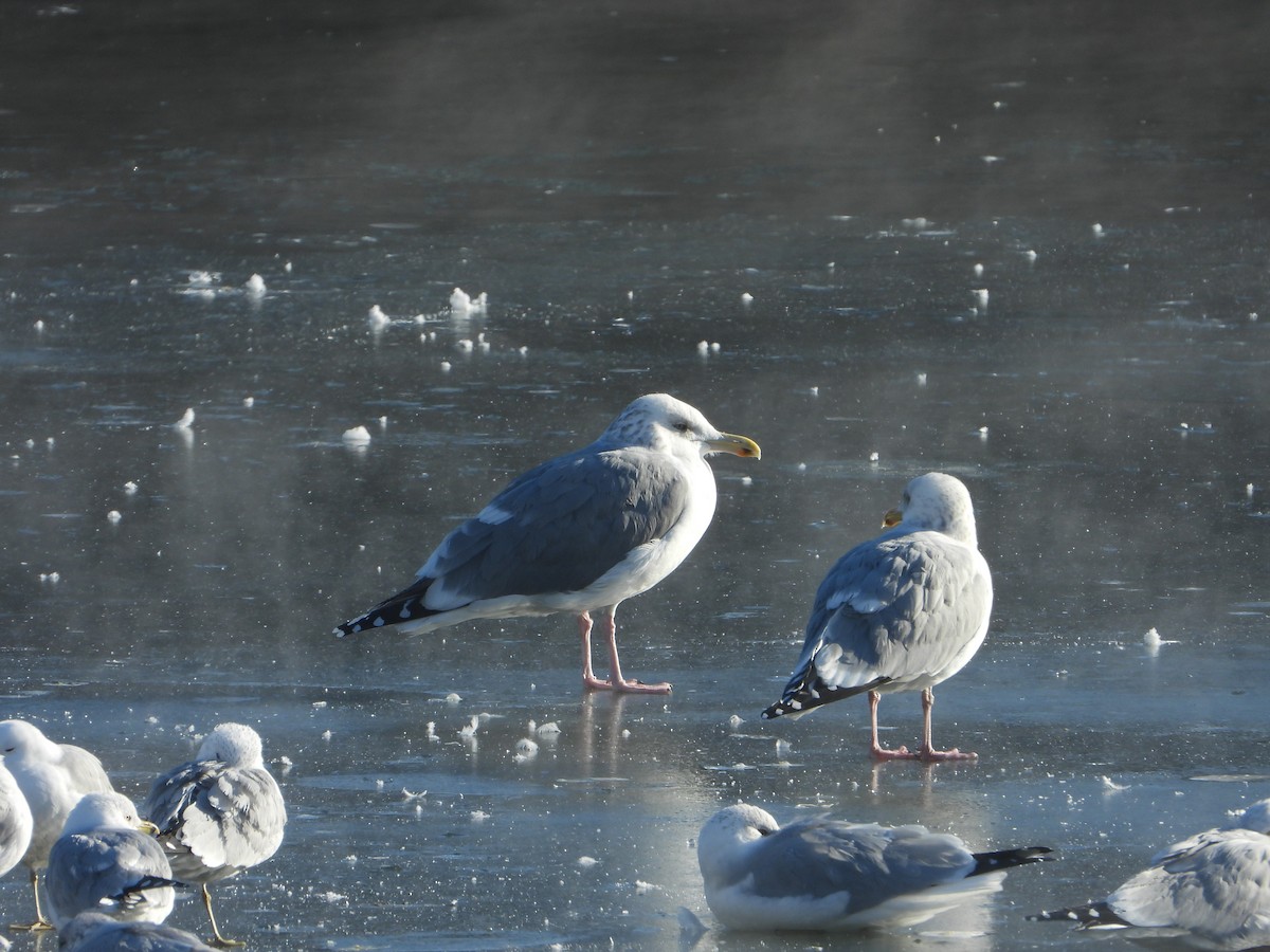 gull sp. - ML650503500