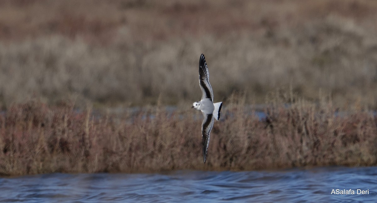 Zwergmöwe - ML650503540