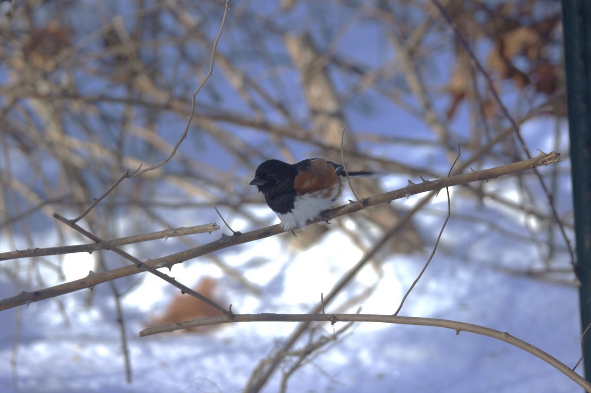 Красноглазый тохи - ML650503686