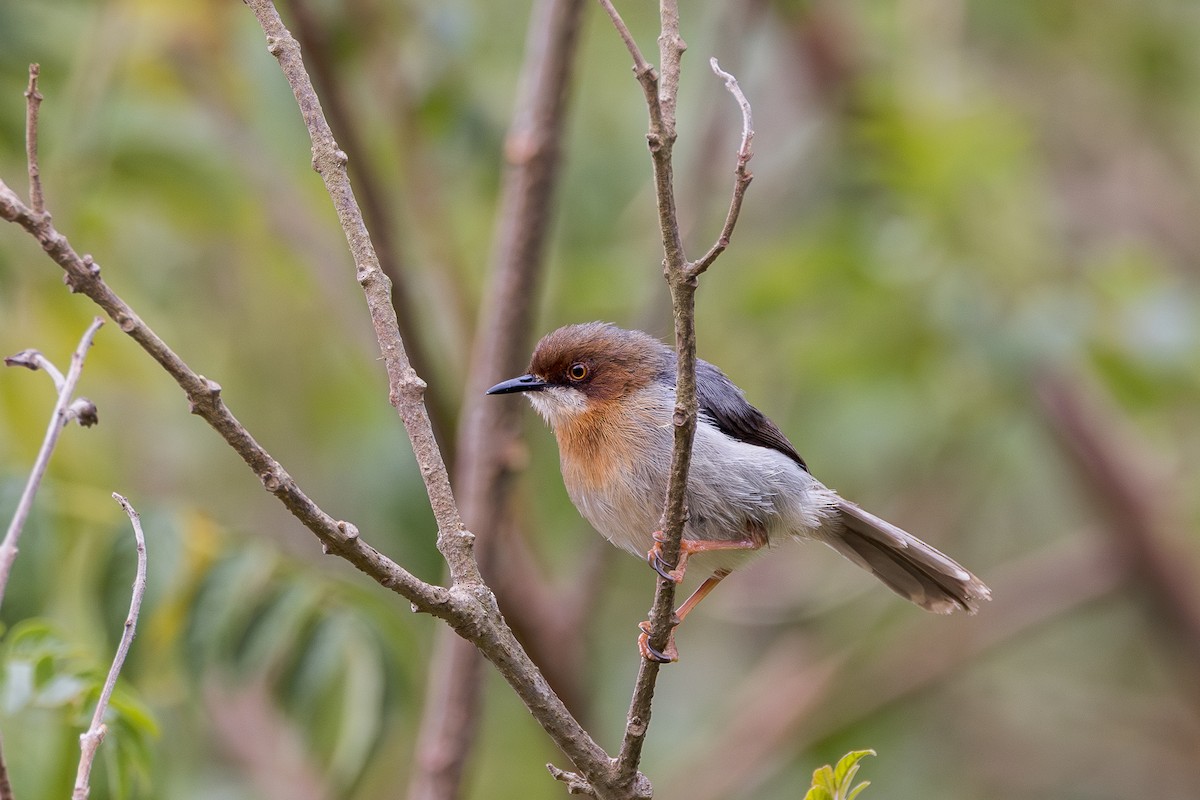 Chapin's Apalis - ML650503754