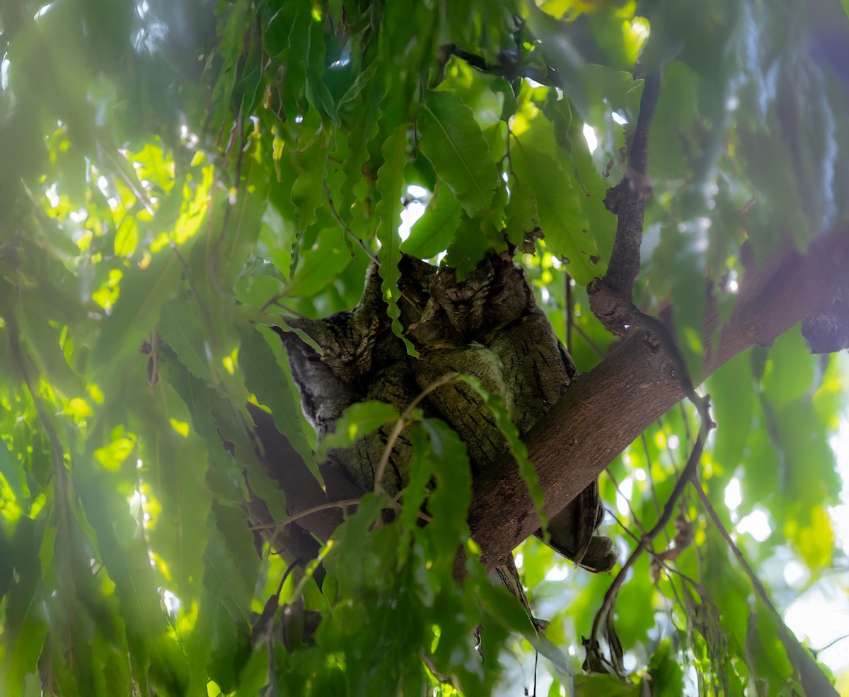 Indian Scops-Owl - ML650503765