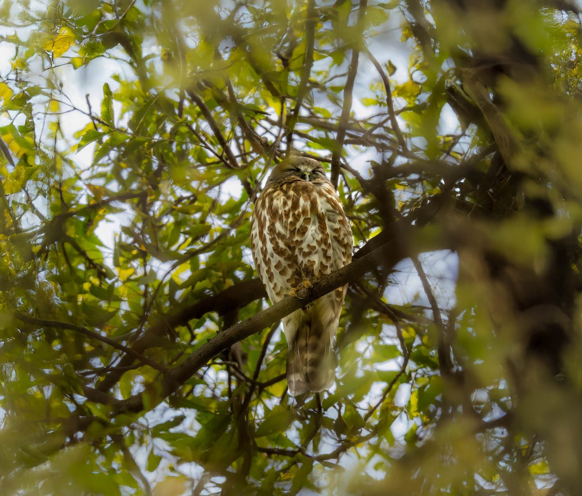 Brown Boobook - ML650503834