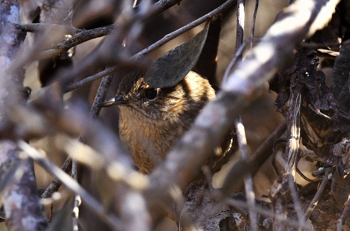Winter Wren - ML650503892