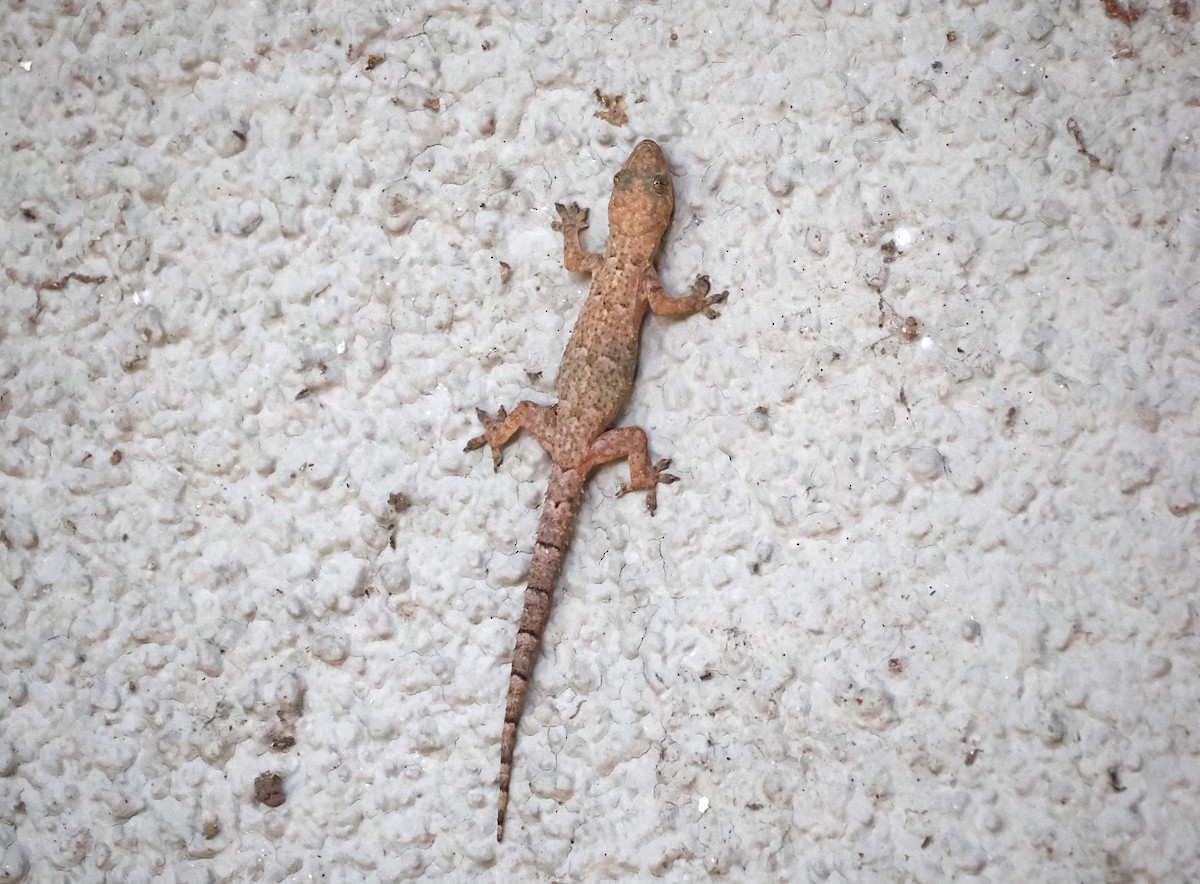 Tropical House Gecko - ML650503960