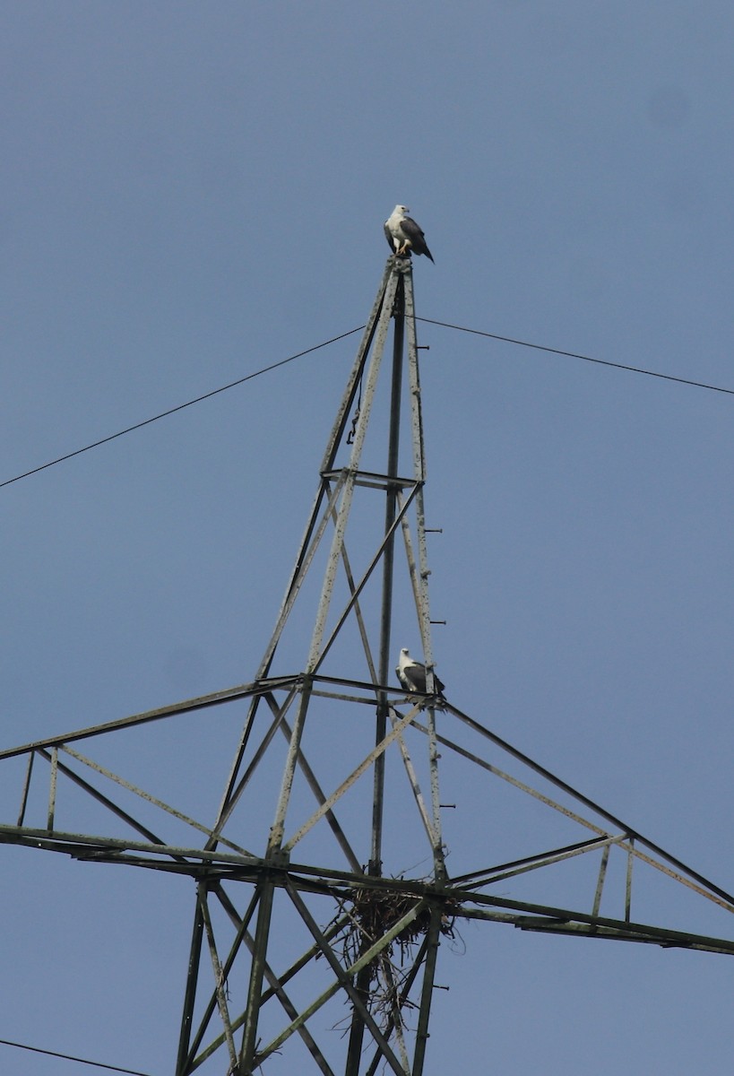 Белобрюхий орлан - ML650504284