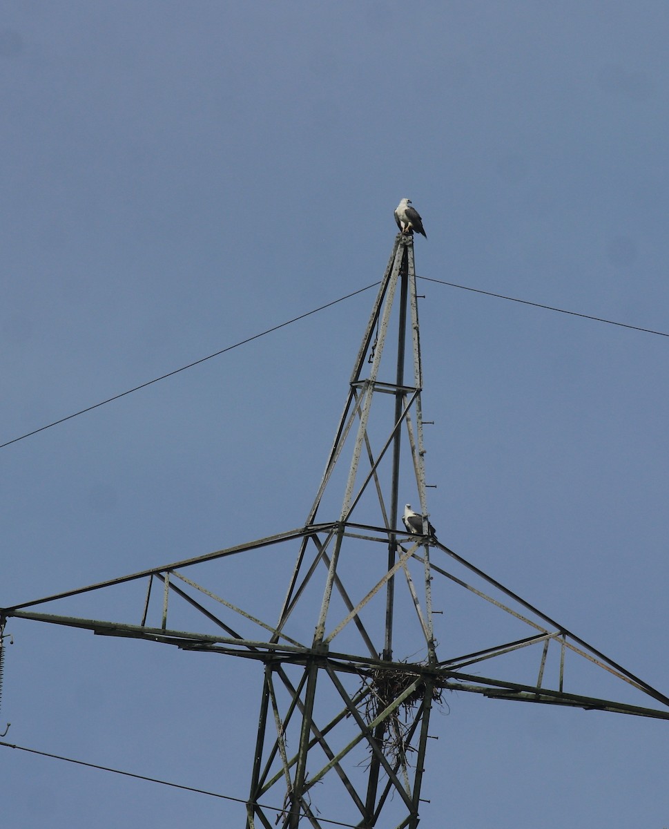 Белобрюхий орлан - ML650504286