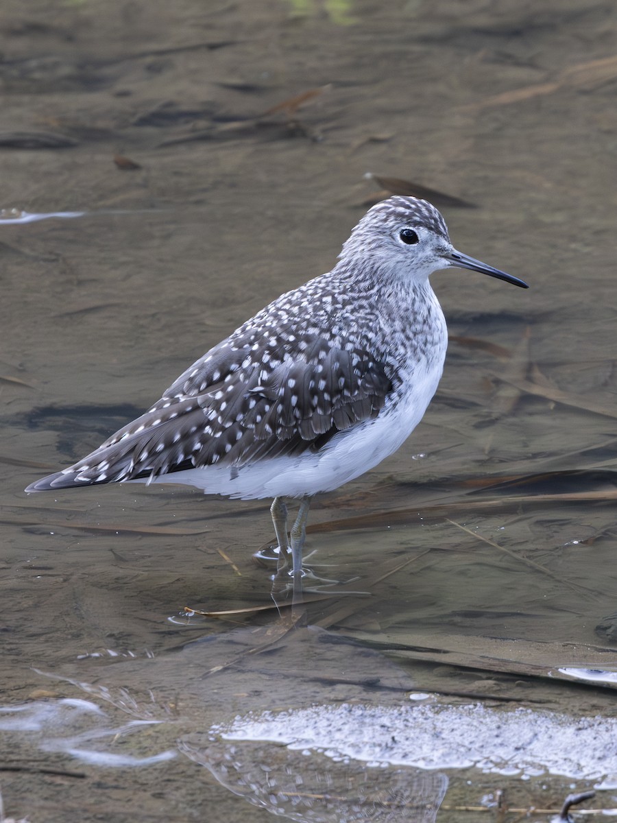 Einsiedelwasserläufer - ML650504331