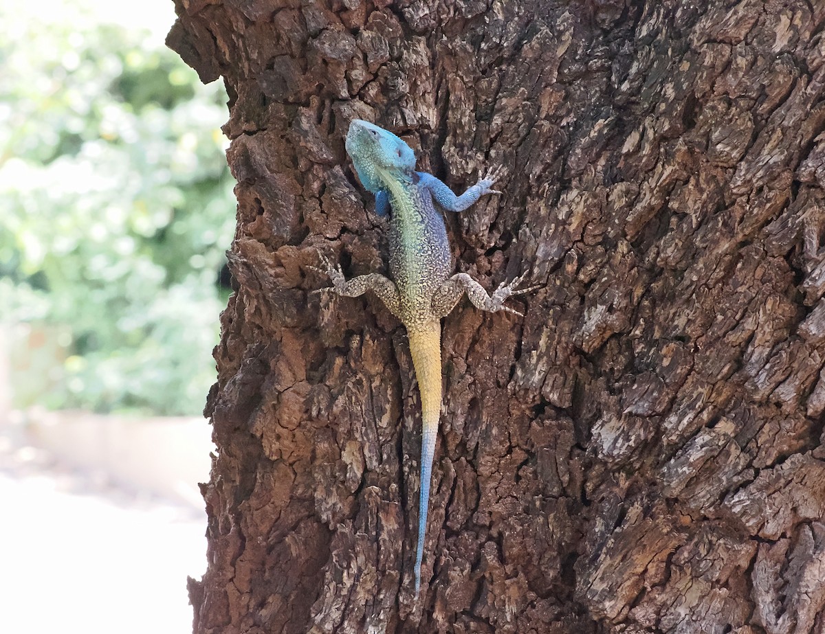 Southern Tree Agama - ML650504365