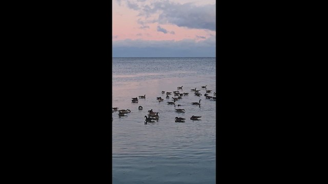 Snow Goose - ML650504523