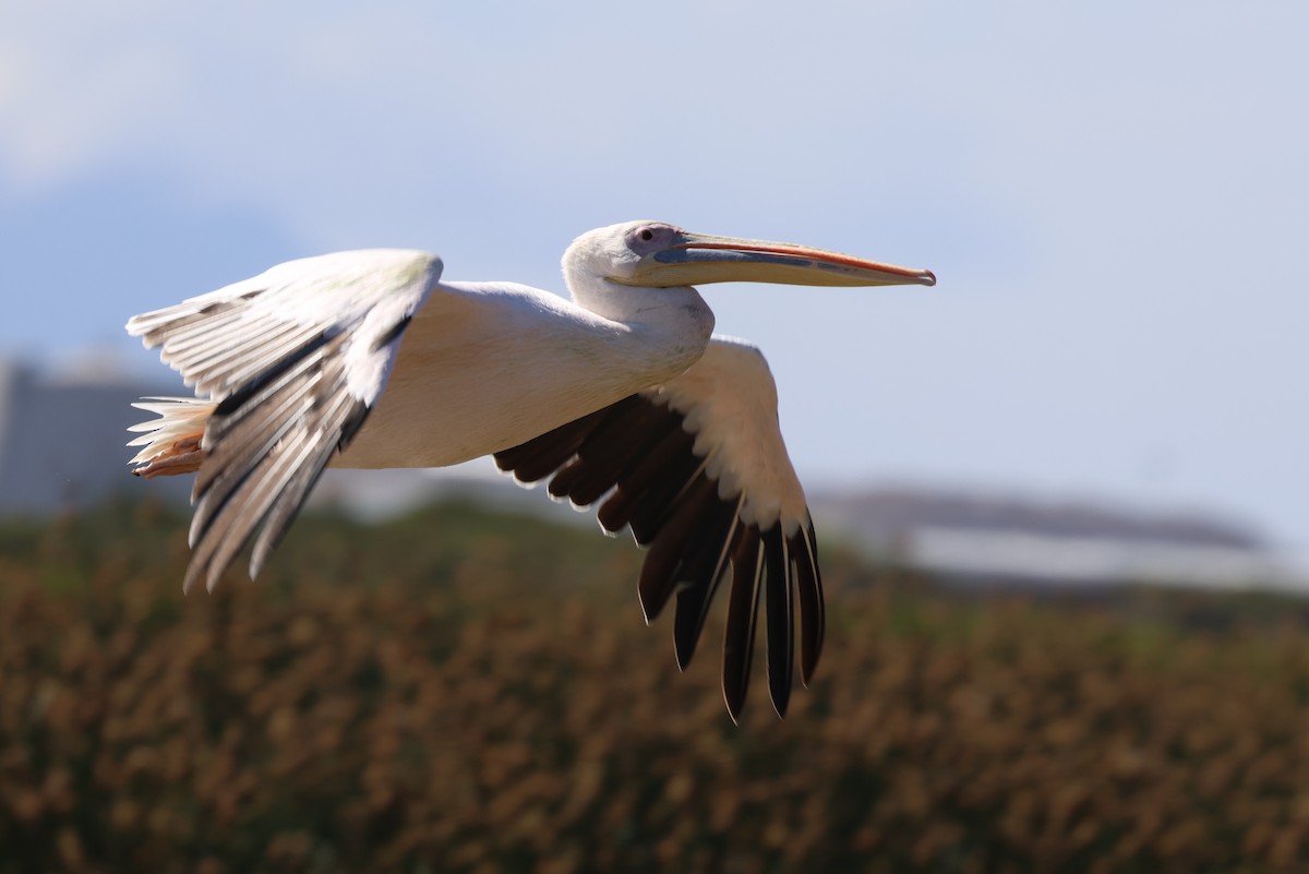 Pélican blanc - ML650504738