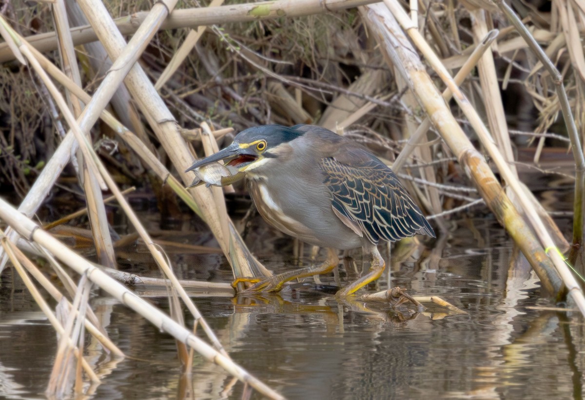 Little Heron - ML650504845