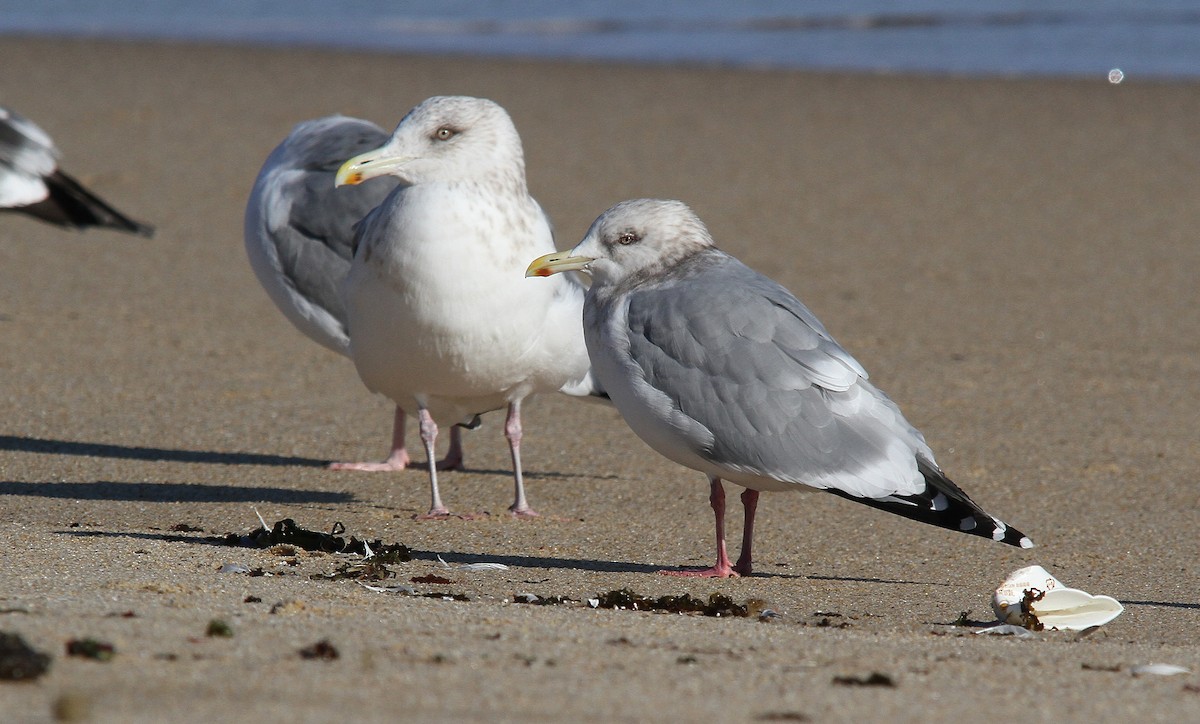 gull sp. - ML650504853