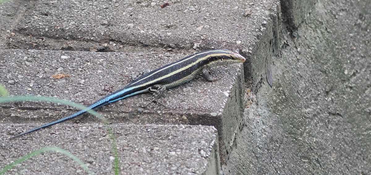 Rainbow Skink - ML650505136