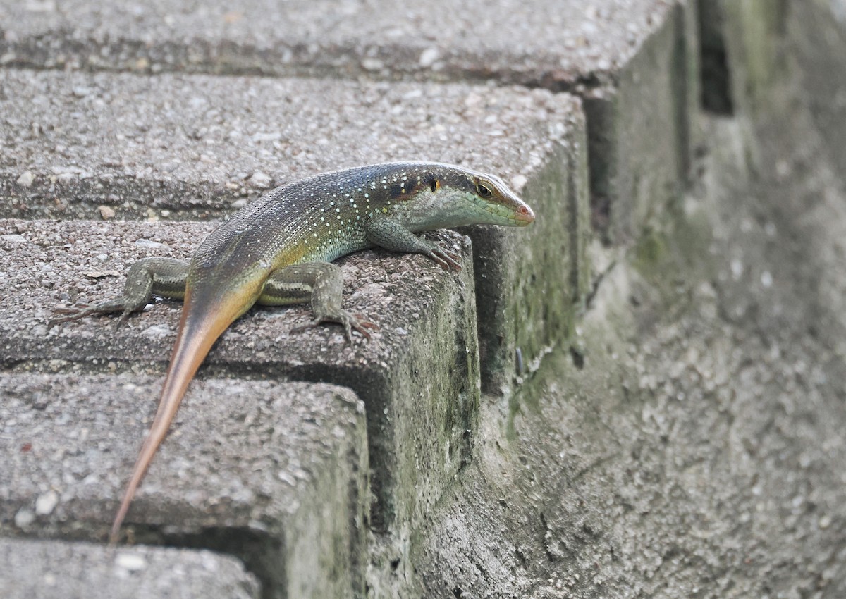 Rainbow Skink - ML650505137