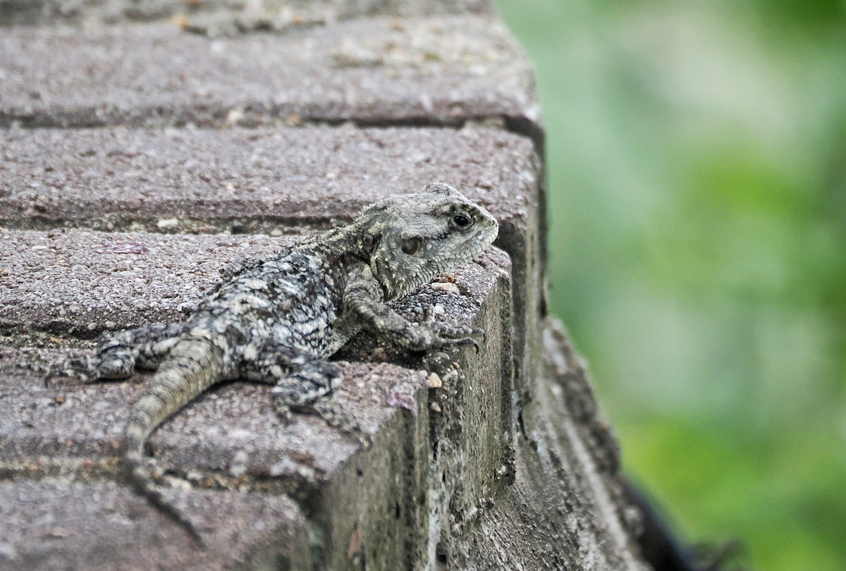 Southern Tree Agama - ML650505142