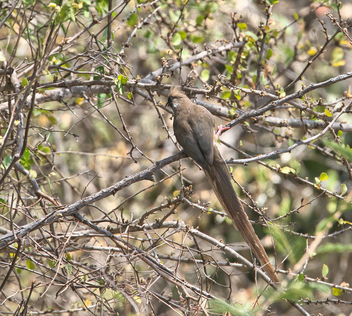 Бурокрылая птица-мышь - ML650505334