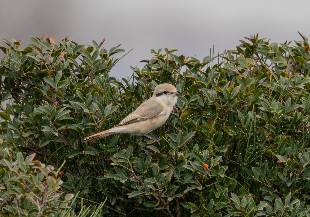 Isabelline Shrike - ML650505472