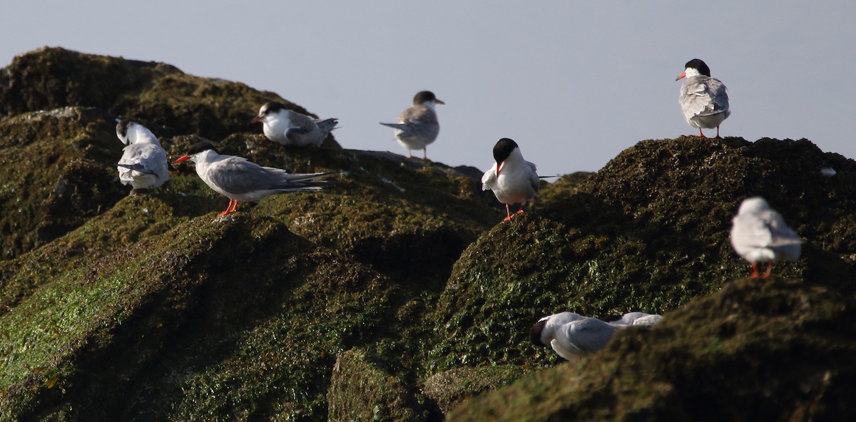 Common Tern - ML65050561