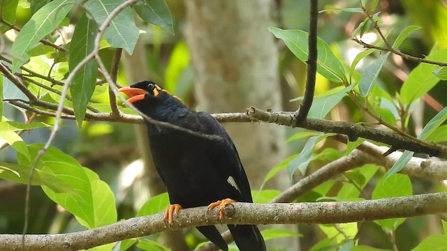 Hint Küpeli Çiğdecisi - ML650505710