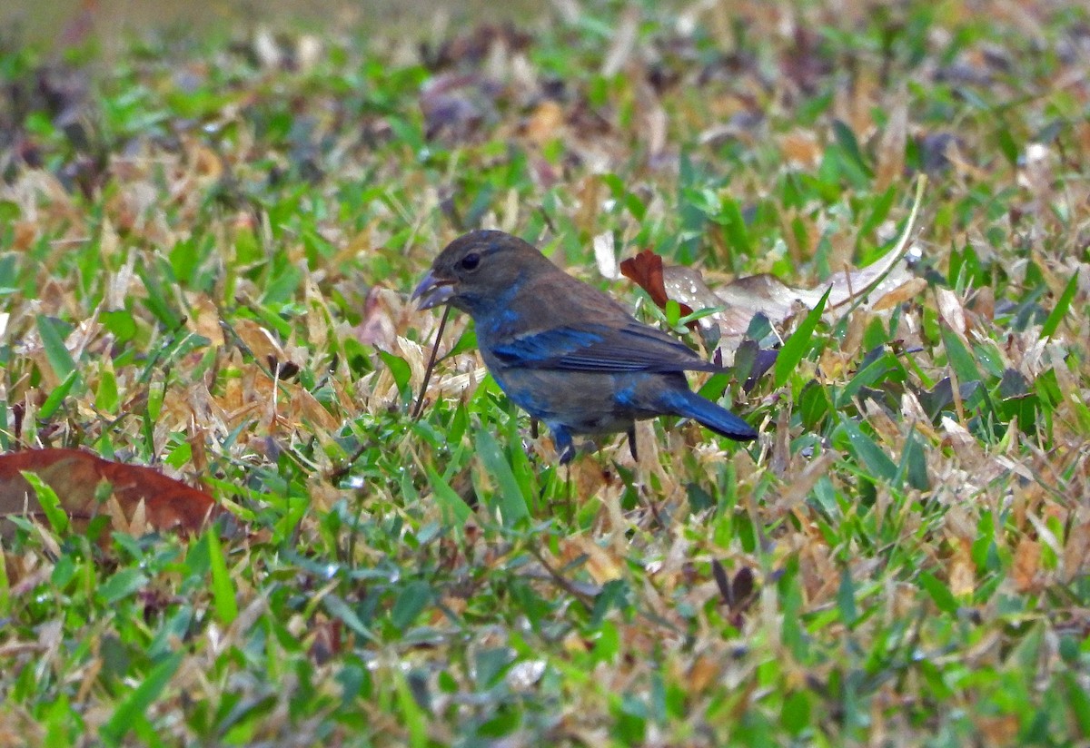 Azulillo Índigo - ML650505911