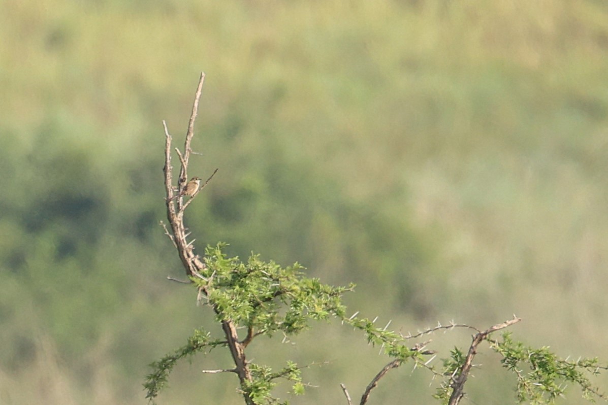 ウチワセッカ - ML650506007