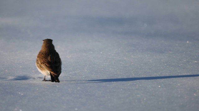 Horned Lark - ML650506096