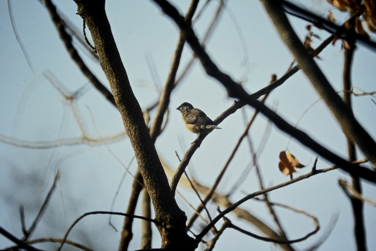 Bronze Mannikin - ML650506450