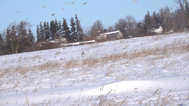 Snow Bunting - ML650506804