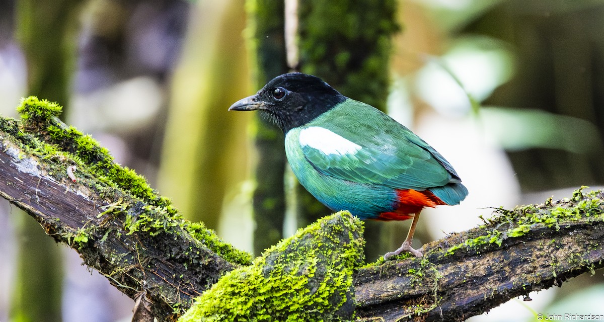 Brève de Nouvelle-Guinée - ML650507458