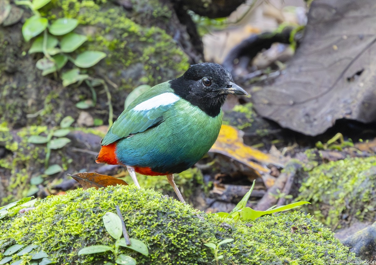Brève de Nouvelle-Guinée - ML650507459